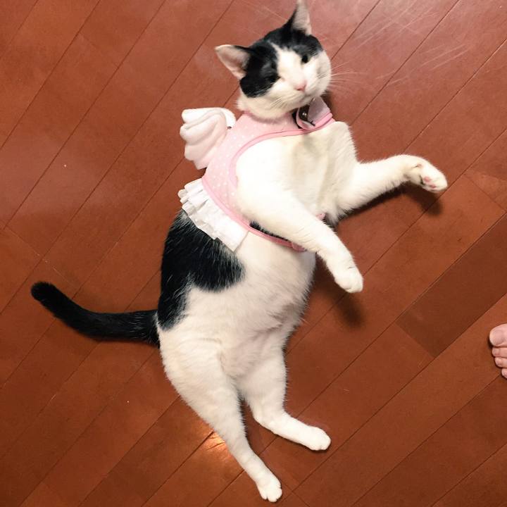 F2558faa 4b51 496e ab93 c67dc2ca370d 1516270234489