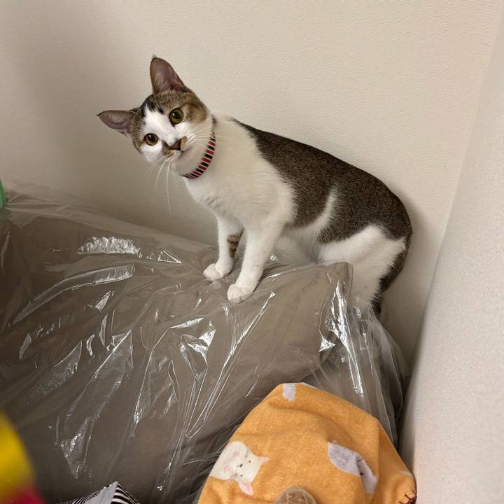 F2578d78 db64 46c0 93bc 7e0370096b29 1760794299234