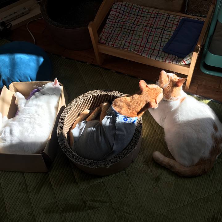 F258e8bd 901a 45f6 b507 168e5f0dae73 1540013825388