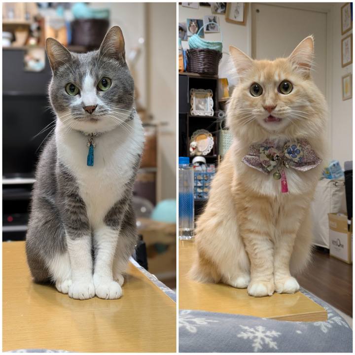 F259d753 509c 427f a103 6de263d006c3 1766421082976