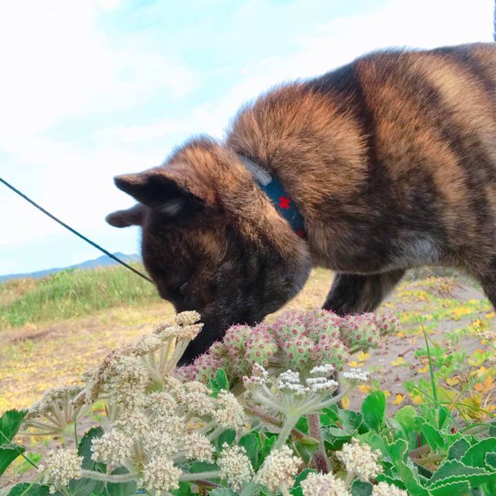 F25ac8e2 2809 419a a685 c27518f827bc 1528583392652