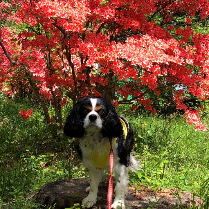 F25bee75 681a 4377 b244 66c895ec6087 1526442971808