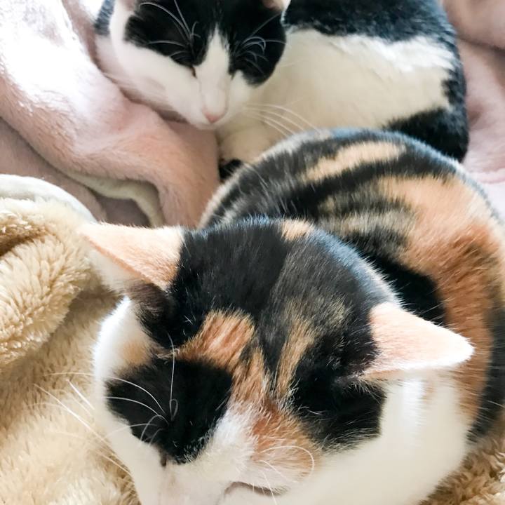 F25c90ba 7322 47ff 8580 52214d560bf2 1516152344045