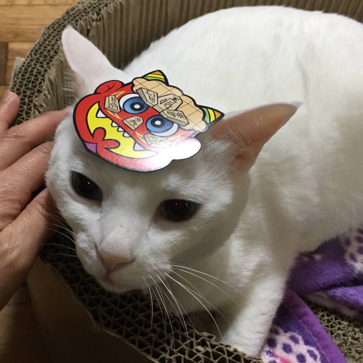 F25da361 69a8 435a 91c7 21c3b6b633af 1549152901843