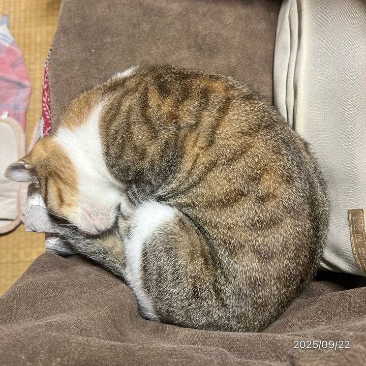 F262b815 9102 4bb1 9011 81289934dd60 1758492635549