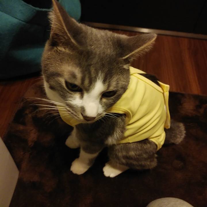 F2656940 c461 409a b3a5 f323330b164c 1584407730669