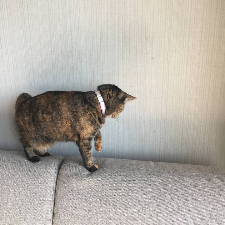 F268dadb 1e44 41a3 99e8 3b7ea1f78b8a 1517354032440