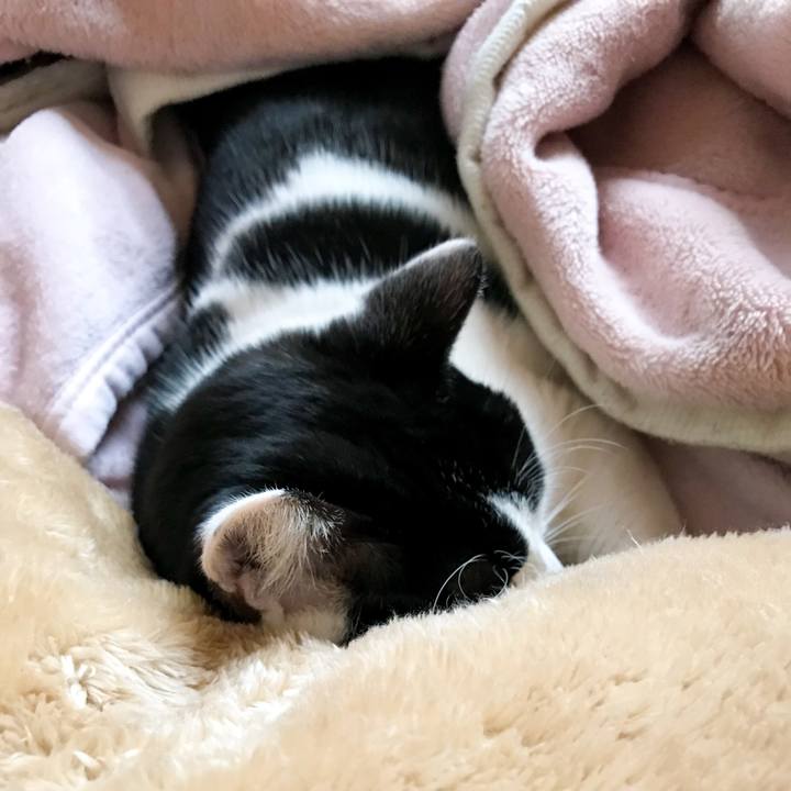 F268e090 43fc 4174 ab96 d3fc6c942d7b 1516720385465