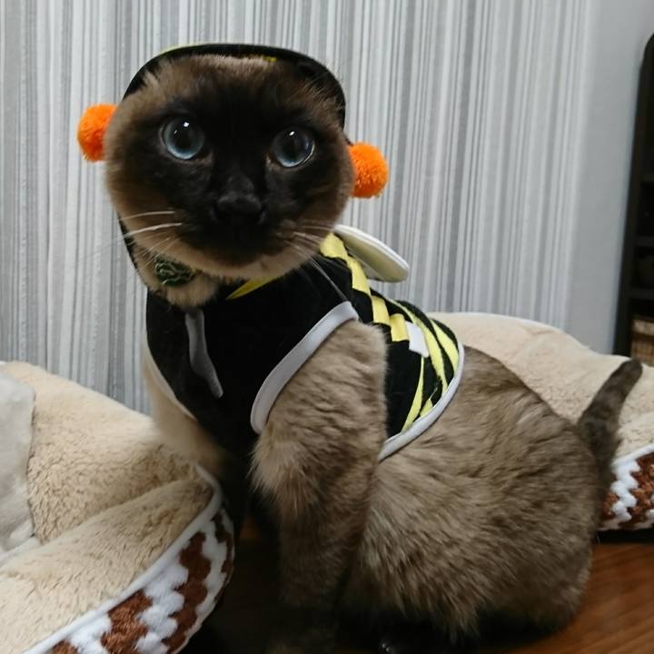 F26bb73d 83f5 4ae0 8ce9 ec7fee402a1e 1518616273098