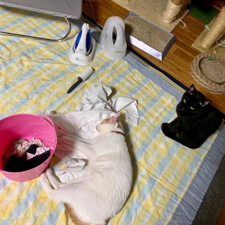 F26c8baf 40a6 4b73 b96e 3ea4966c679a 1558533635769