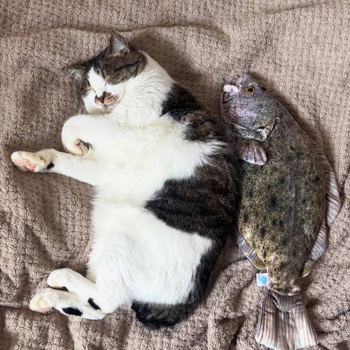 F26dc34f a210 4632 96ad 8661f8f53f45 1759206754302