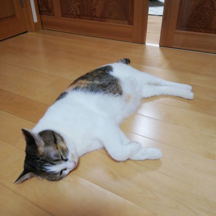 F26fa17a 419a 4ed2 a0af 0e368afc504b 1627812180369