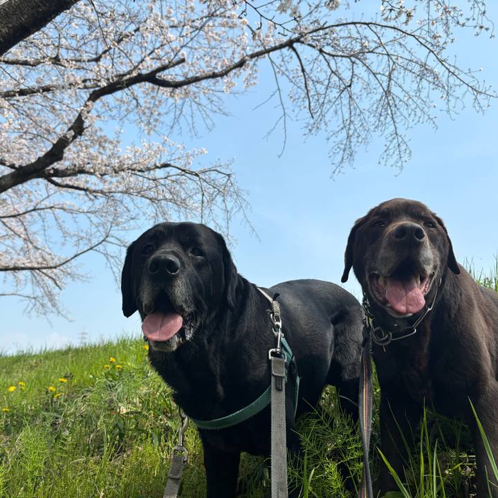 F2709fe6 e0f7 449e bfb3 2f33b653bf5c 1774868158145