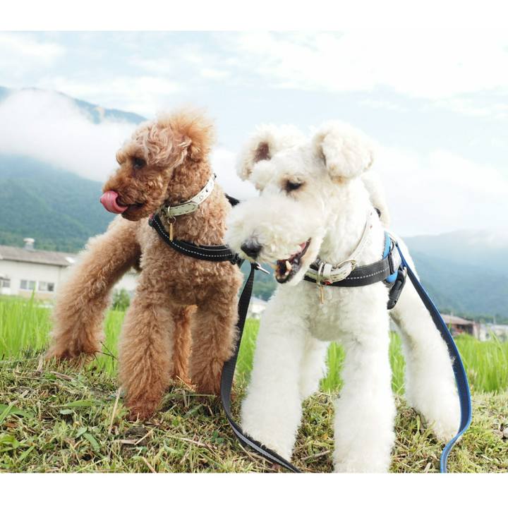 F274de4c ffd2 4ebe 8d62 9589cfb85216 1529809996818