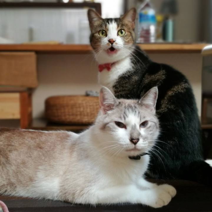 F2762ace af6b 48c8 890c 0ae89c9ff75f 1533528580818