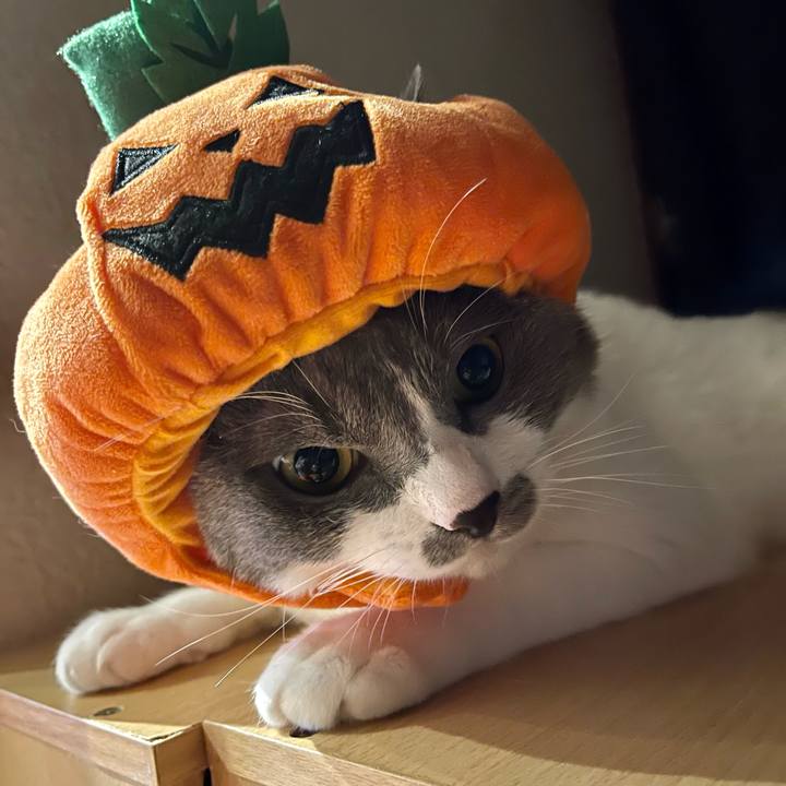 F27ee5f3 2879 49d6 ac1e 74053e8c6e7d 1664014704728