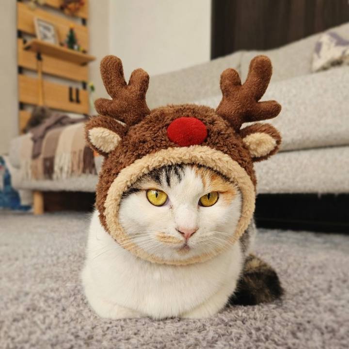 F280d856 d240 4987 8409 0c6aaf810698 1766542907358