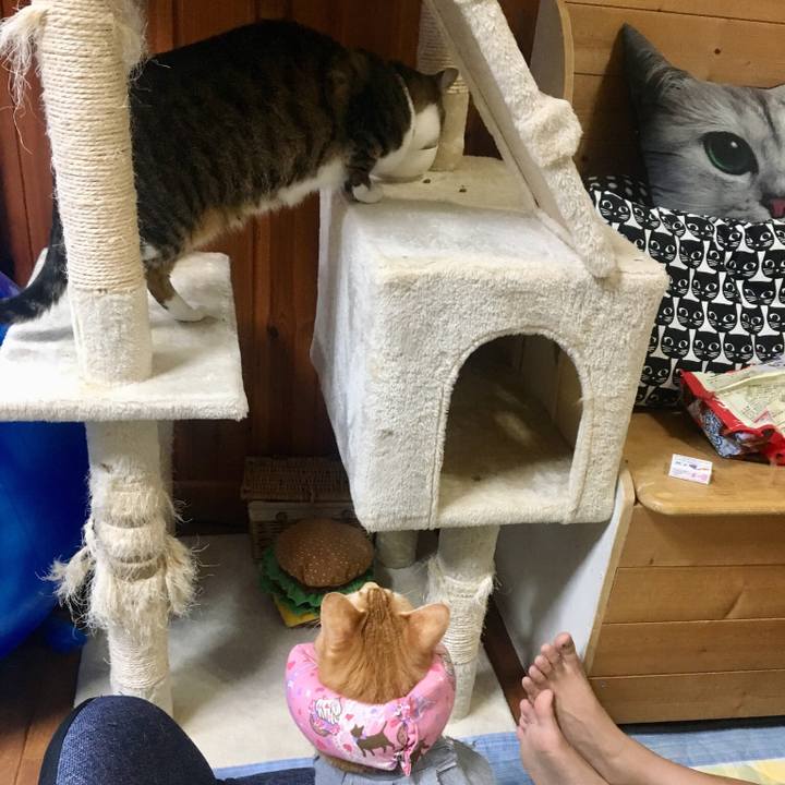 F2862eaf f2cc 44c8 ad1f 69ce287b6d1d 1528199596235