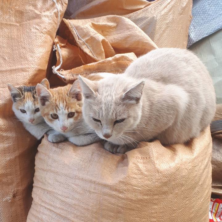 F287a726 e4ef 457b 8e16 713a78c60e61 1604485698550