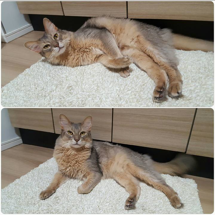 F28ea4fd ce70 4a84 9e43 f6f5eb86e273 1562941206792