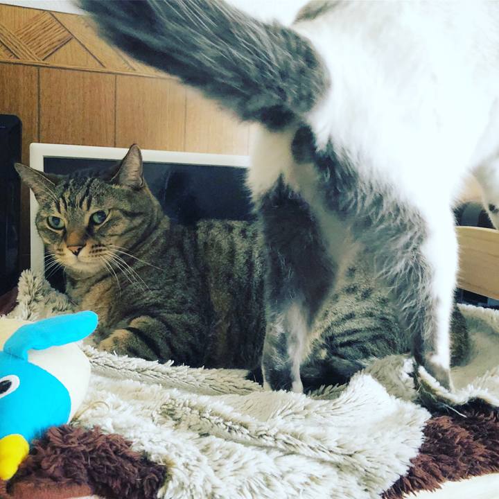 F28eb353 5add 4a69 a772 2db02b9b4d2d 1524874535580