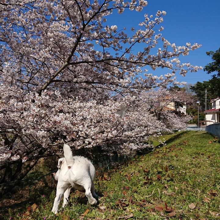 F2950cd9 6f75 4306 b7c9 1bf458000c22 1554419198415