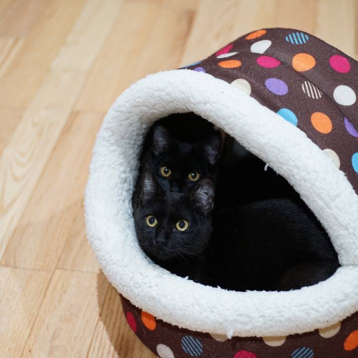 F2977af8 3064 4d0a 898e fdae2bb05bb7 1514473781384