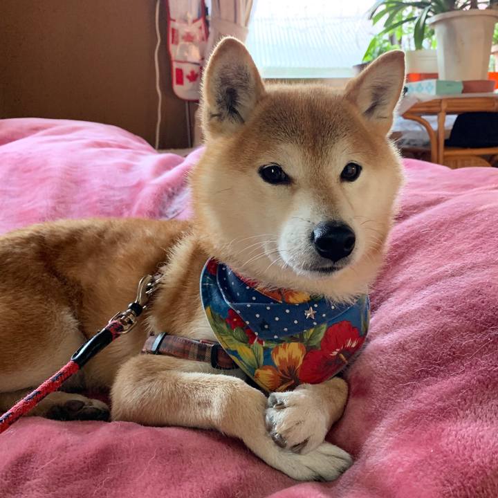 F29cc546 deee 49d7 a16d 72e10abccc2c 1575969849946