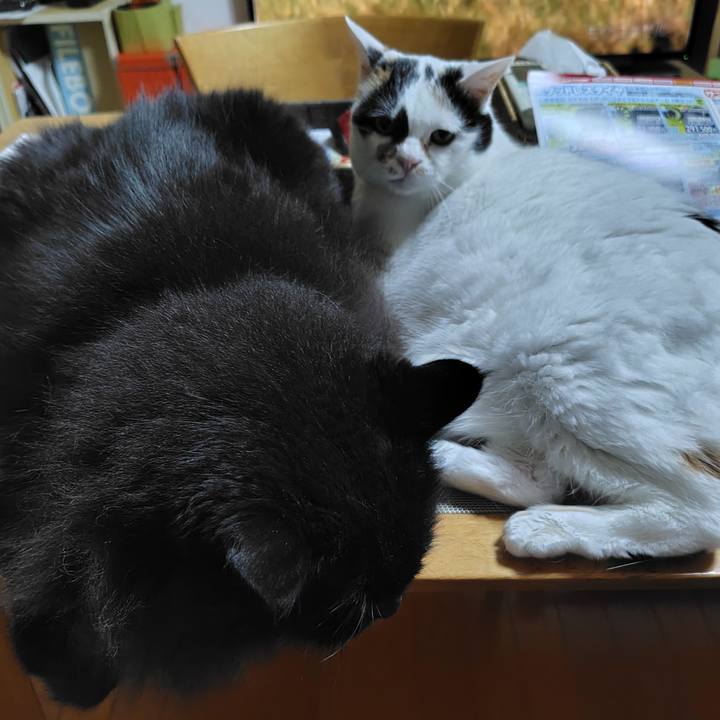 F29d77a8 fc02 4ed8 b60c 695ee81d6f91 1726147983482