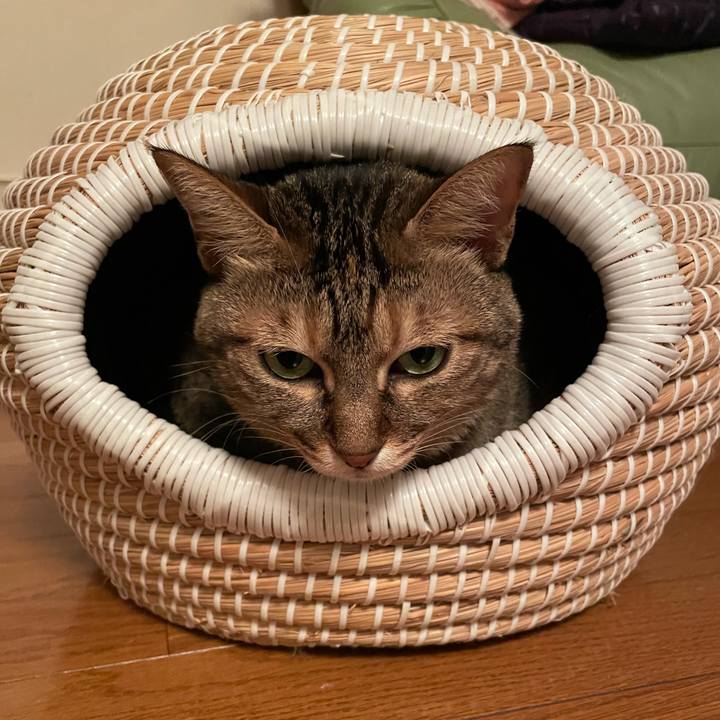 F2ae2773 5540 485d 9ed4 4b07c39ca442 1700281047088