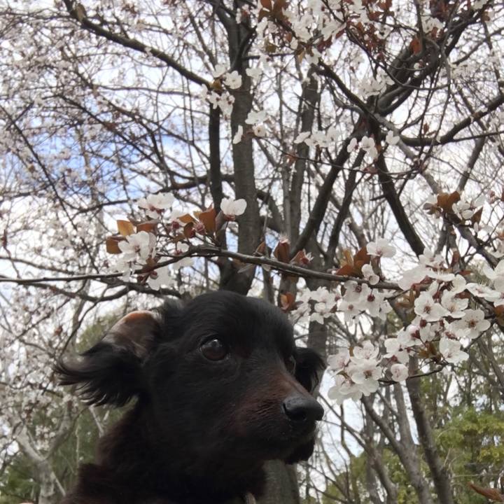 F2b39177 cb60 4589 8356 ae224a5ec737 1553315608745