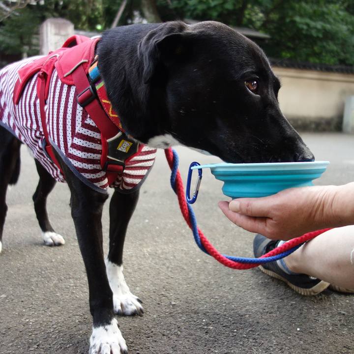 F2b9fff9 3381 4543 b8b3 aa6dd0859e45 1597016903515