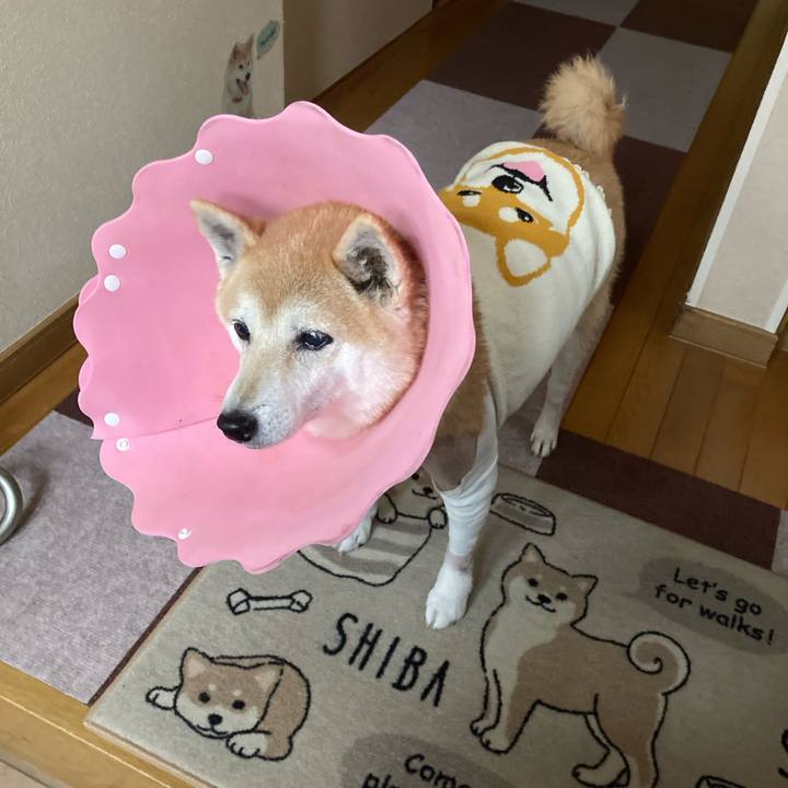 F2ba063c 268a 43a6 8f0c 5b10f0f2e650 1637648352881