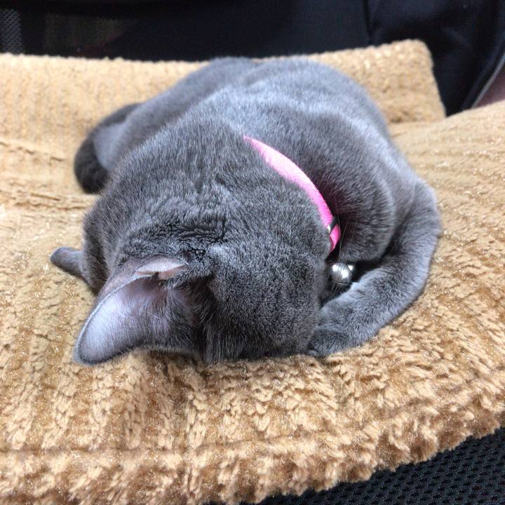 F2bdead5 4abf 4939 8205 e95e778788b8 1542114409341