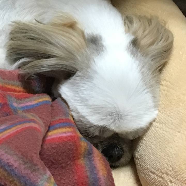 F2c1cc54 dadd 4372 b41f 296dcbac2d07 1553344223940