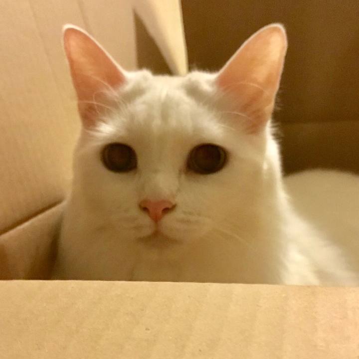 F2c1d8d8 b9a2 4aa2 98d4 b7285e92a9b7 1542109576769