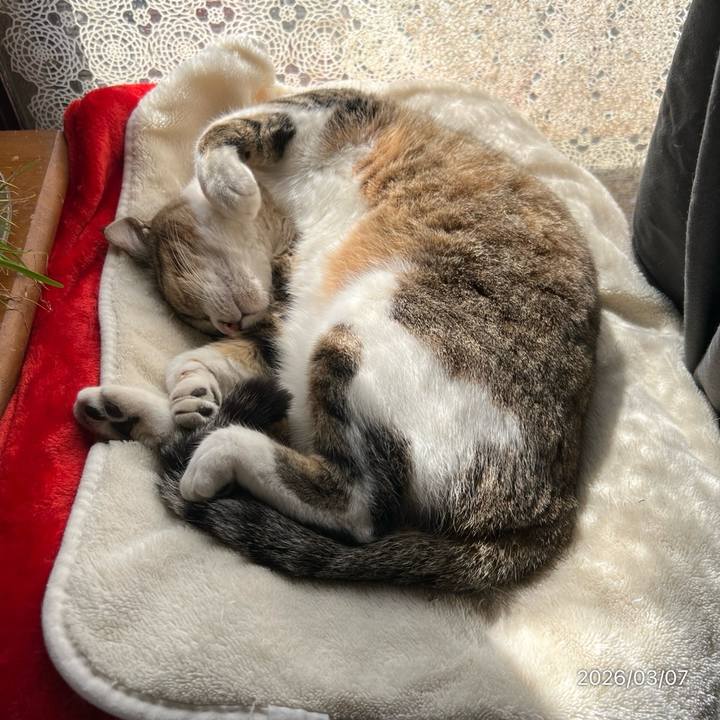 F2c210a2 5b53 42dc b7dc b194c53e6e89 1772855452074