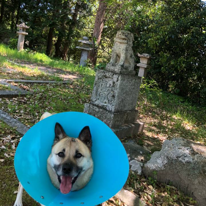 F2c2e5d7 f90a 401f 9f4f 4579e1f1d2ca 1587800150639