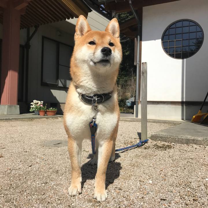 F2cbb638 f3f8 4eb0 acc1 8db5dd24797f 1520130424677