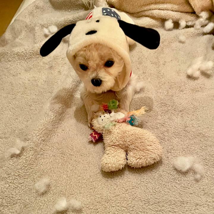 F2ce2c2e 8211 49de a643 733dff34177d 1643272359715