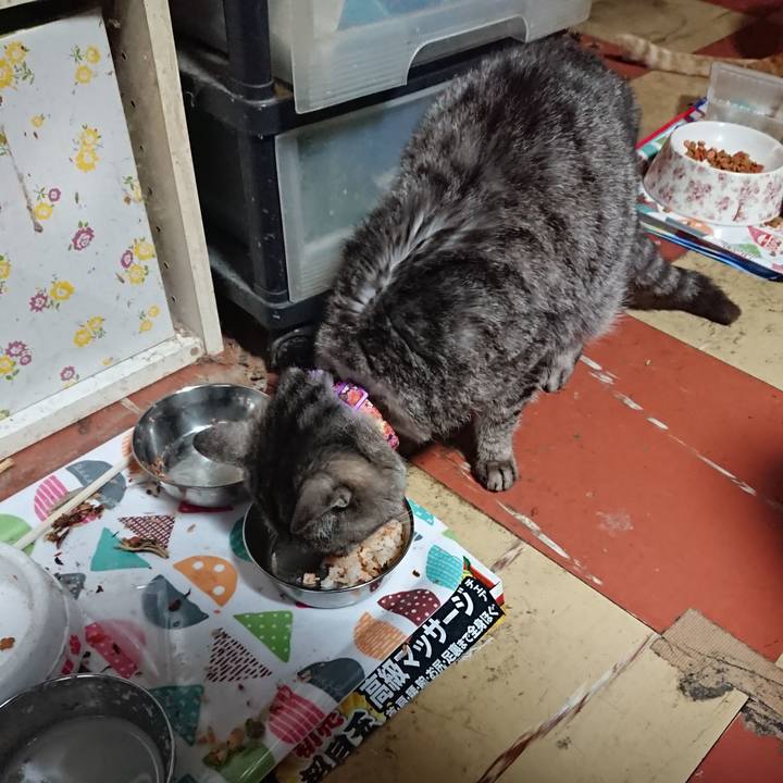 F2cebc6d f362 4890 a0af dcddde7482a0 1587845745245