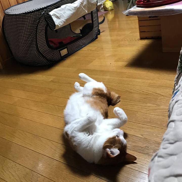 F2cf40dd 6ea7 4d18 90ec baf7ebcebc0a 1561550169808