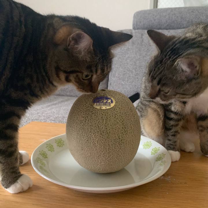 F2d17867 725c 42a9 9cf8 a0d713bbd570 1564703722175