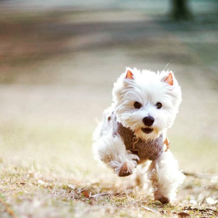 F2d62fd9 eb6c 4141 ac1f 383212081fab 1513821403175