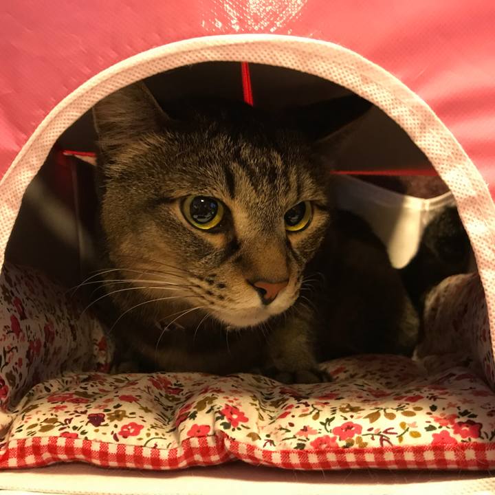 F2d6fee6 04c2 4265 876c dc731fb2e2bd 1525477107922