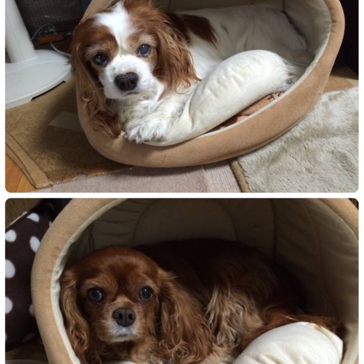 F2db3c5c 9ddc 4831 8f23 0354a8aa592e 1519514465080