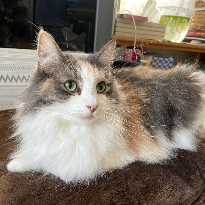 F2e30a0d cc27 43d0 b141 adab2fcb839b 1606132665848