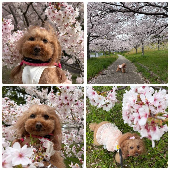 F2e4b306 b378 4d43 8210 aa18b64da8b6 1775437943930