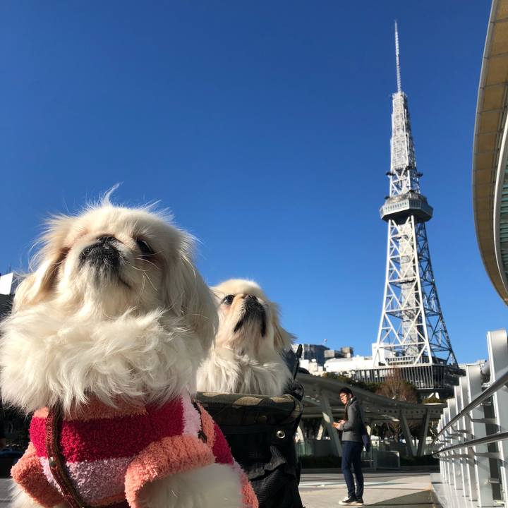 F2e7b299 04a1 4e11 87e0 7abe91a45645 1547362955704