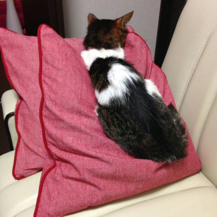 F2e82914 7be7 46f4 992a 09043639e667 1594993169661